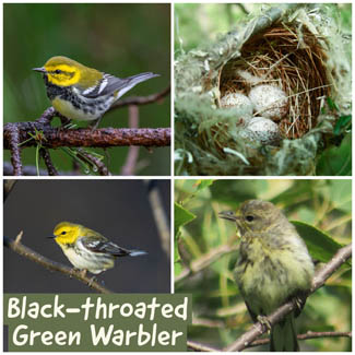 Black-throated Green Warbler